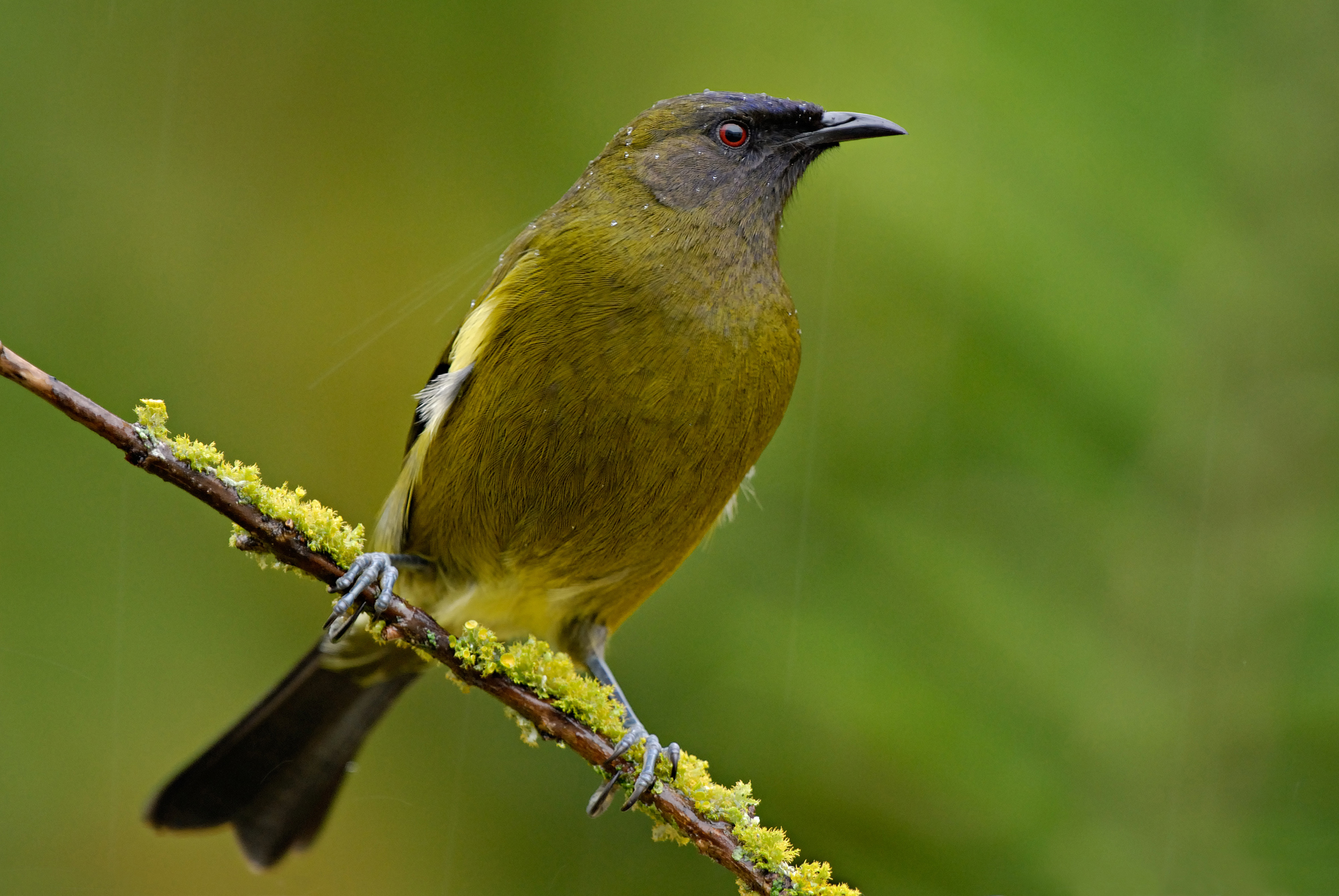 A bellbird, or korimako, perched on a thin mossy branch. It is a small yellowish green bird with a bluish grey face.