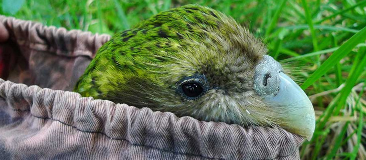 A kakapo in a bag being looked after by conservationists