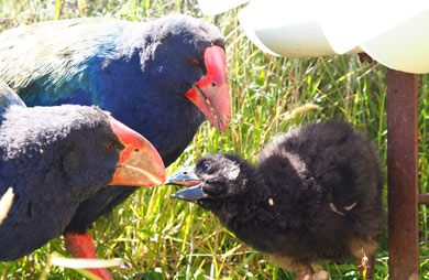 Two takahe feeding their chick