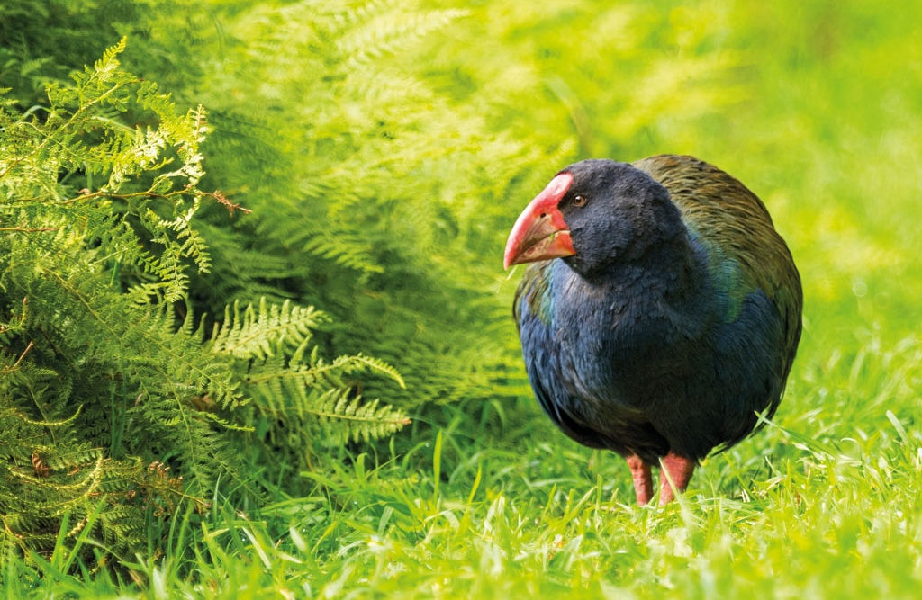 A takahe standing in a field next to some ferns