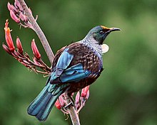 A tui bird