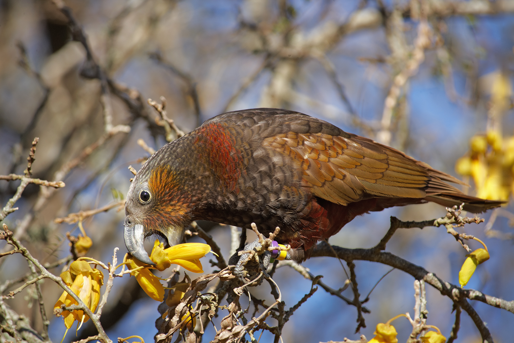 A kaka, a large reddish brown parrot, using its beak to grab a yellow blossom from the tree it is perched in.