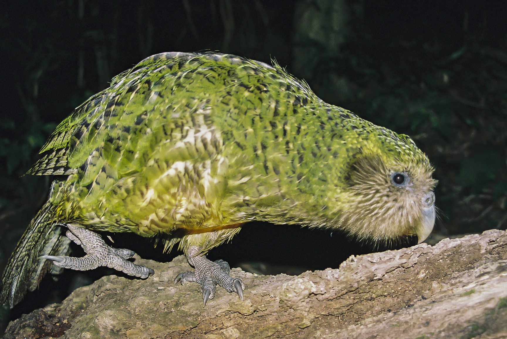 A kakapo, a very large green parrot, pecking at a log it is walking along.