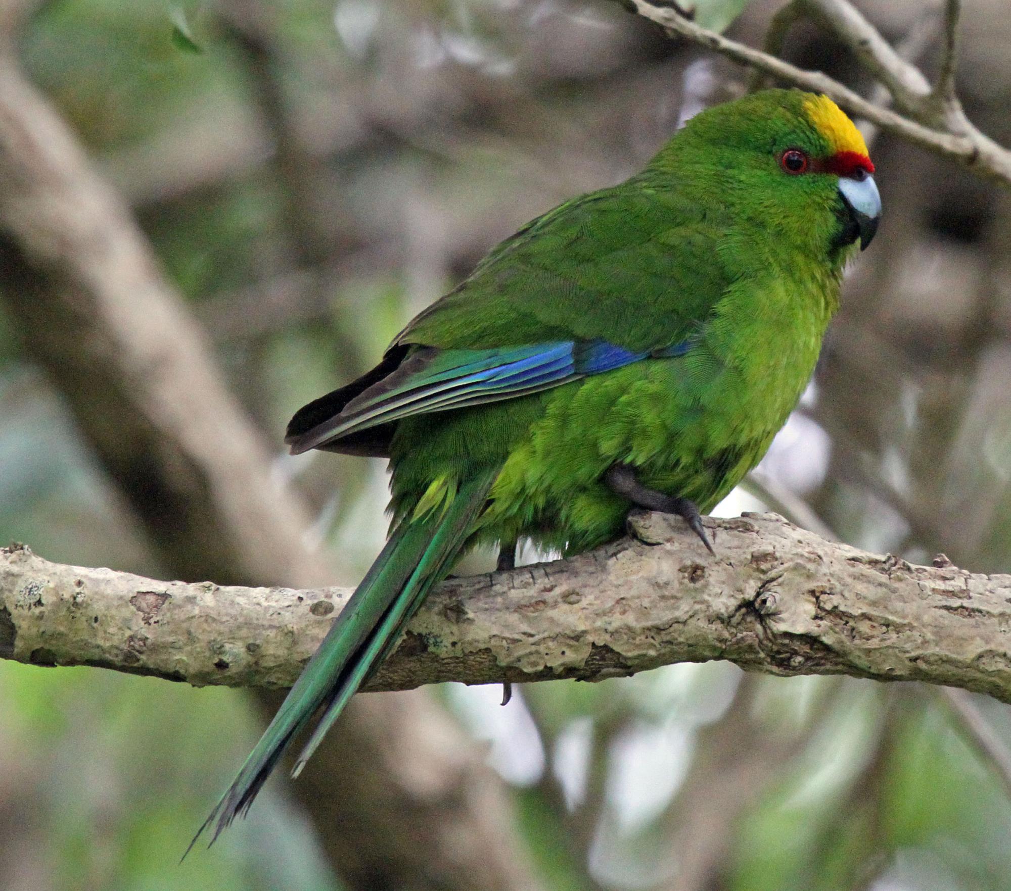 A yellow-crowned parakeet, or kakariki, perched on a branch, facing away from the camera. It is a bright green bird with a blue feather at the tip of its wing and a yellow section on its forehead.