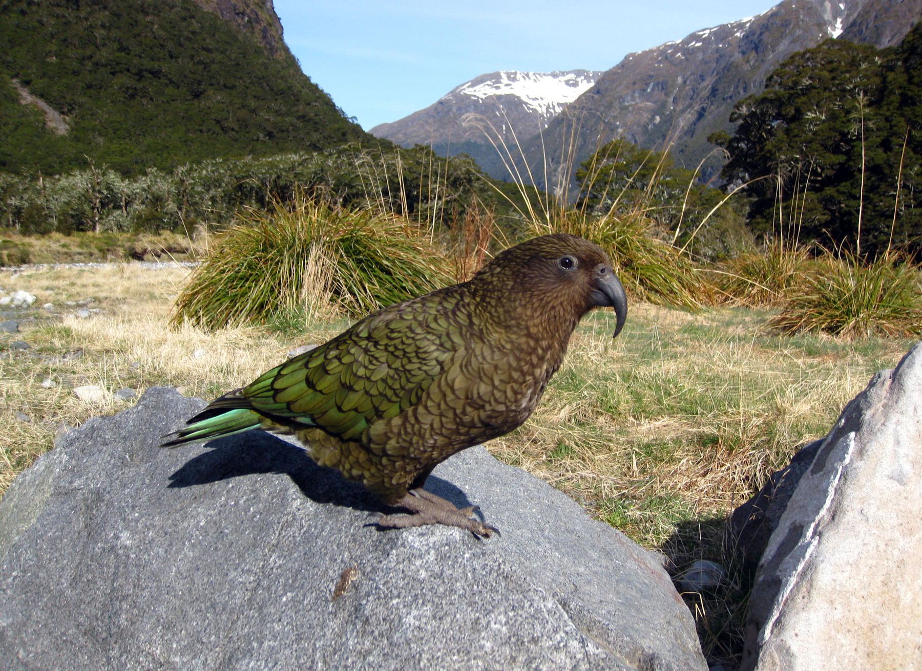 A kea perched on a rock with mountains and grass in the background. It is a brownish-green parrot.