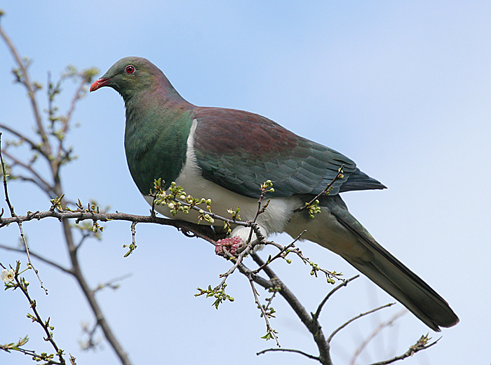 A New Zealand pigeon, or kereru, perched on a very thin branch against a background of blue sky. It is a large pigeon with iridescent green and purple feathers apart from a white belly.