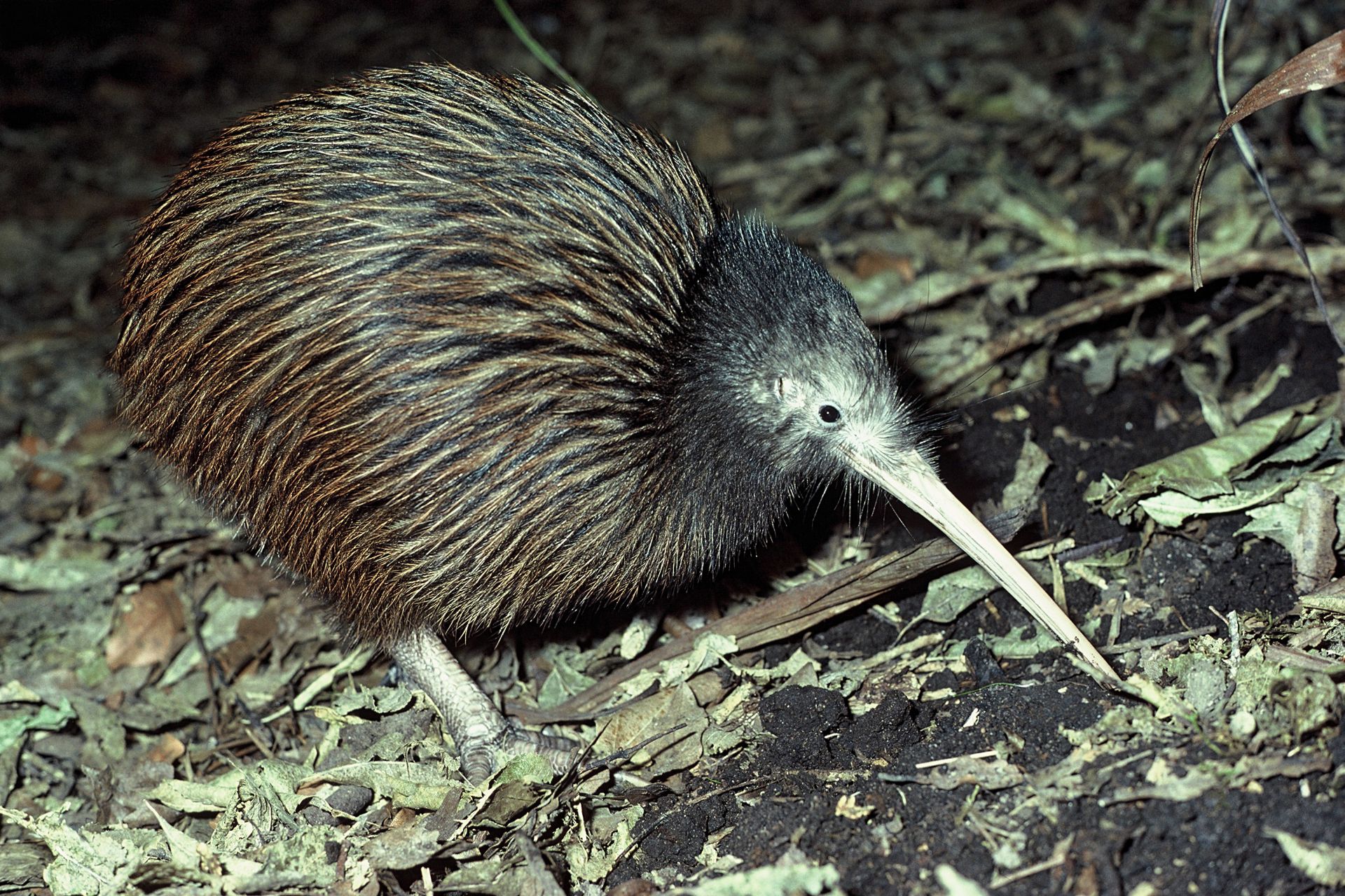 A kiwi at night time, rooting around in some fallen leaves with its long beak. It is a round bird with fluffy brown feathers.