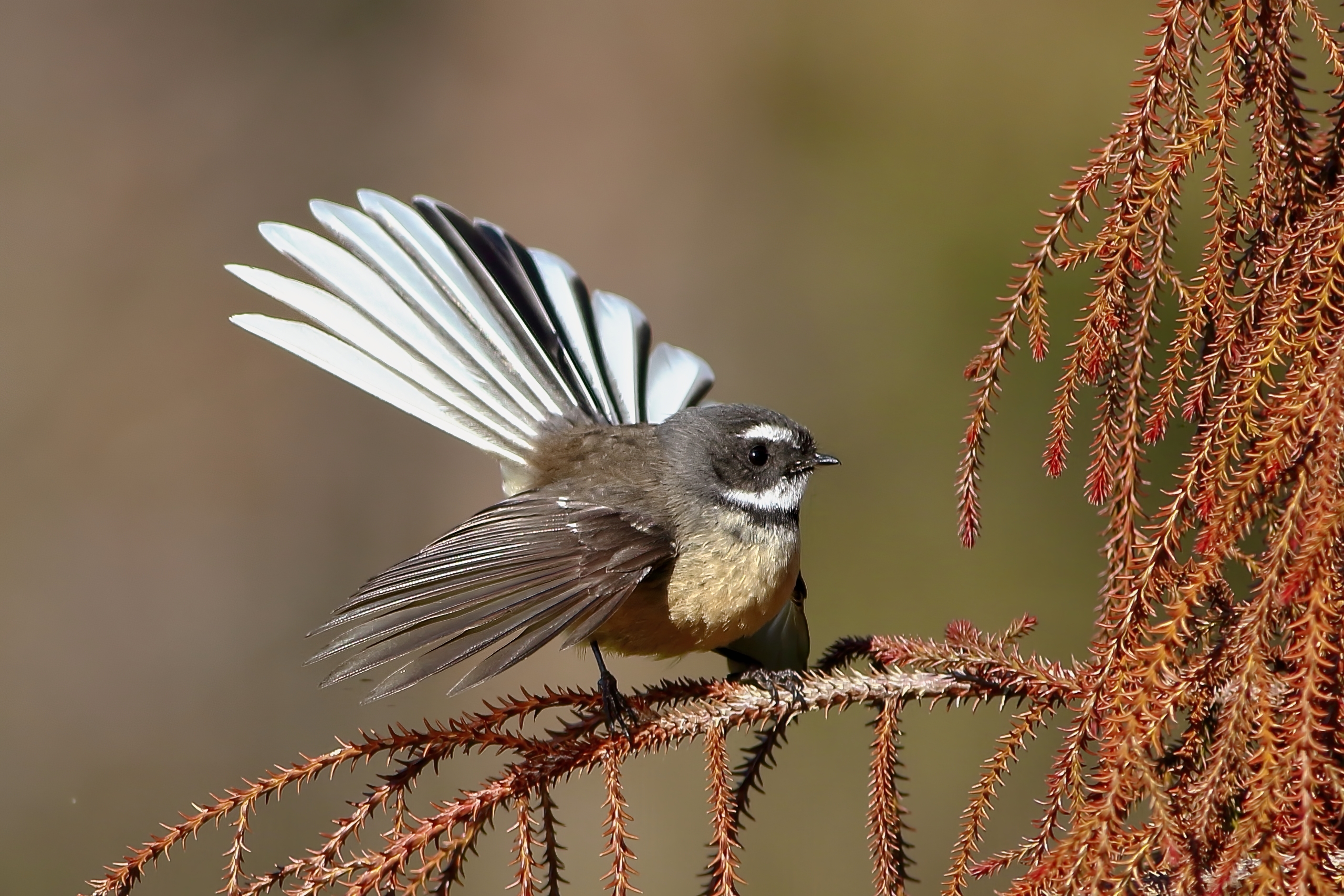 A fantail, or piwakawaka, perched on a branch covered with small brown leaves, with its tail fanned out. It is a very small bird with brown feathers, a pale brown belly, a black and white face and a striking fan-shaped black and white tail.