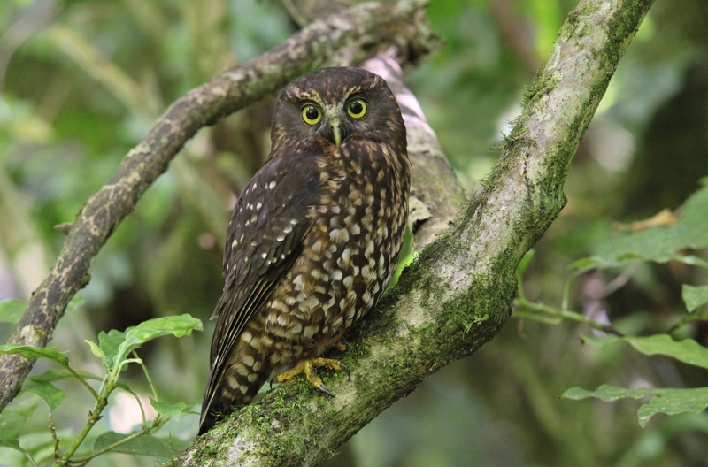 A morepork, or ruru, perched in a tree, looking directly into the camera. It is a small owl with dappled brown feathers and yellow eyes.