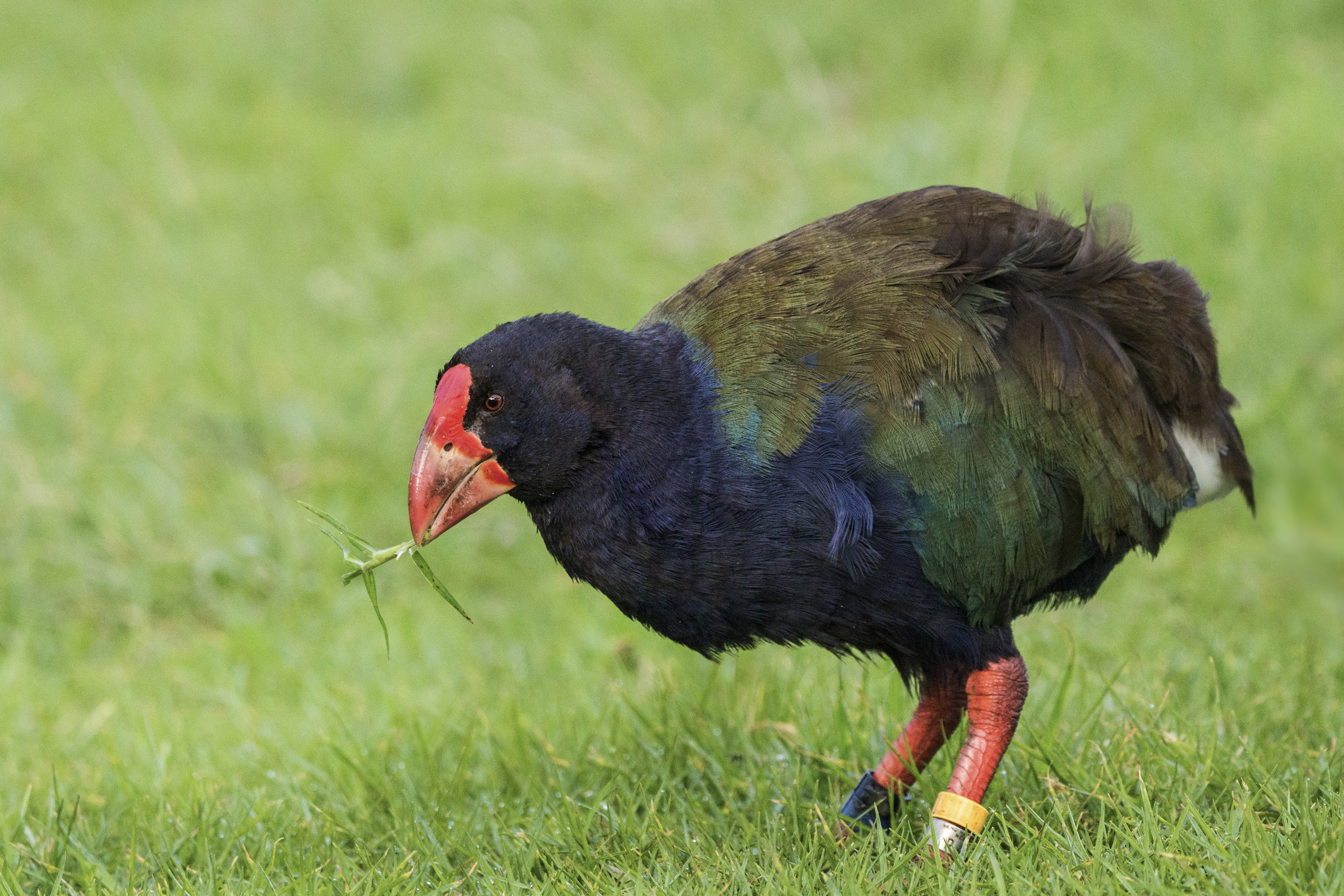 A takahe, a large round bird with dark green and blue plumage and a red beak, standing in some grass and eating a small blade of it.