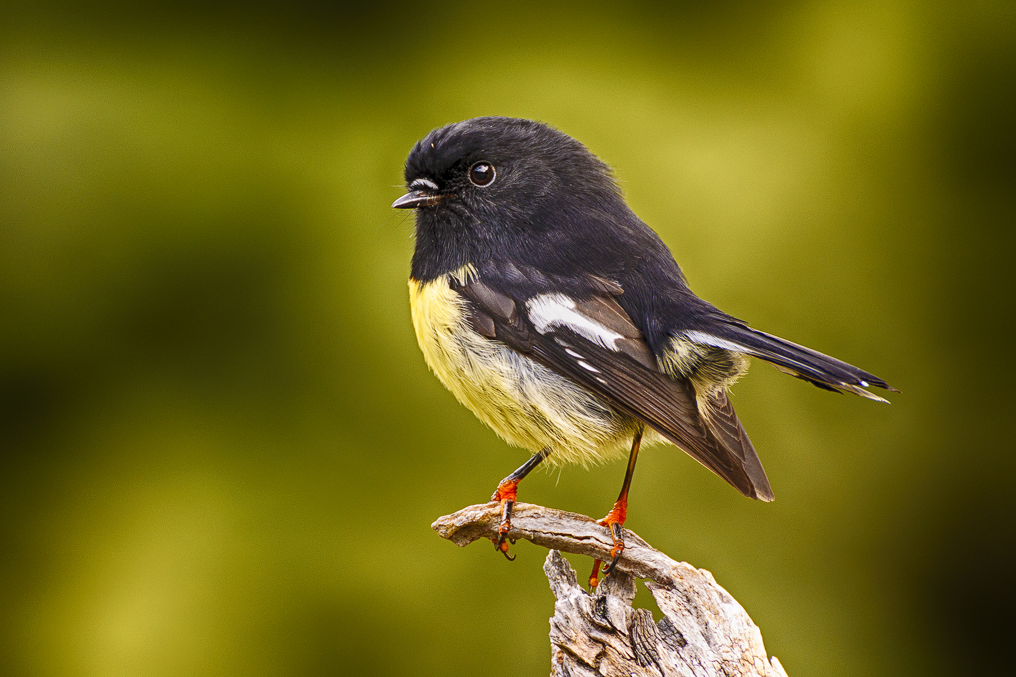 A tomtit, or miromiro, perched on the end of a thick branch. It is very small and has black plumage apart from a bright yellow belly.