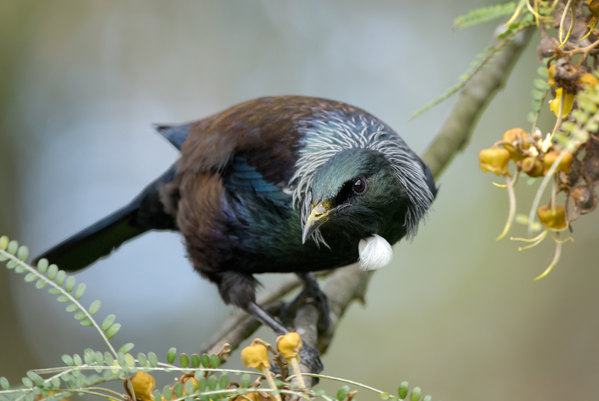 A tui leaning down from its perch to look at something in the bottom left. It is a dark blue, brown, black and green bird with a distinctive white protrusion beneath its chin.