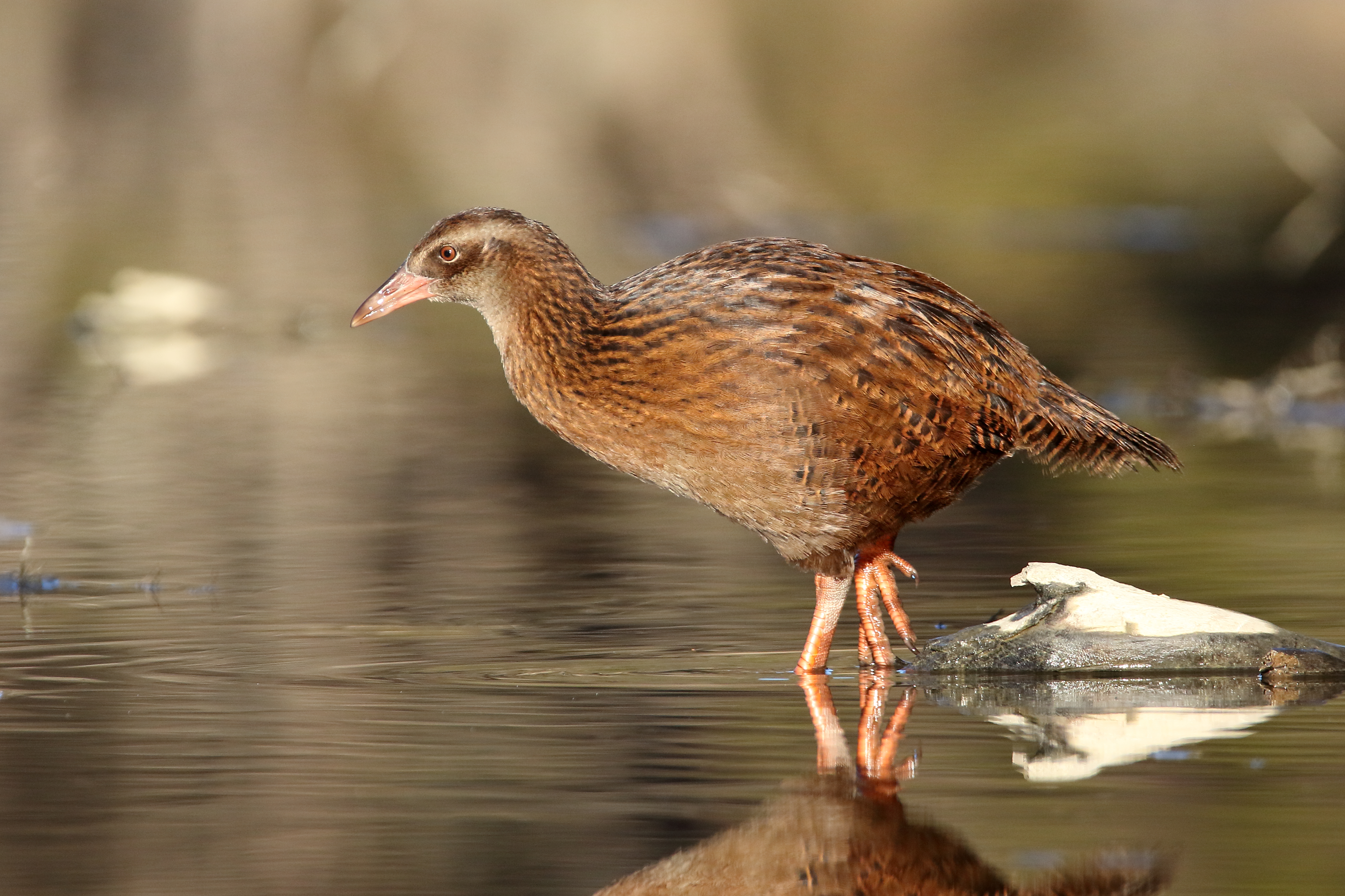 A weka wading in a shallow body of water. It is a relatively large wetland bird with pale brown feathers.